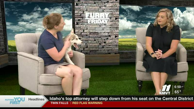 This weeks adoptable pet from the Twin Falls Animal Shelter