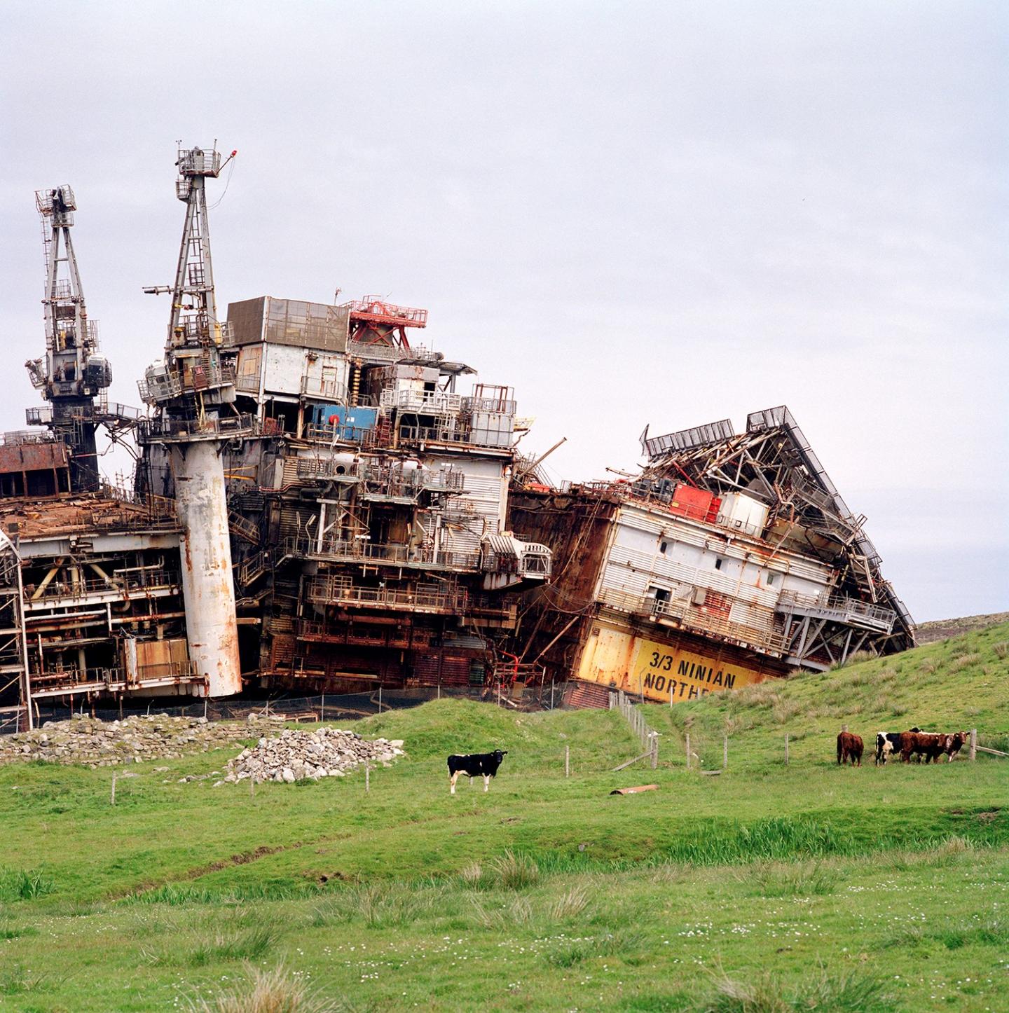 oil rigs in field with cows