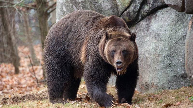 Montana advances grizzly bear plans that could allow hunting