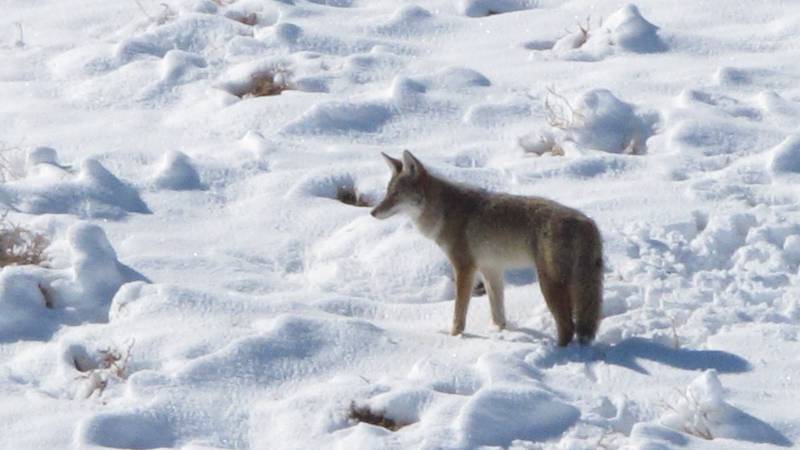 FILE - In this Nov. 10, 2015, file photo, a coyote makes its way through the snow on a hillside...