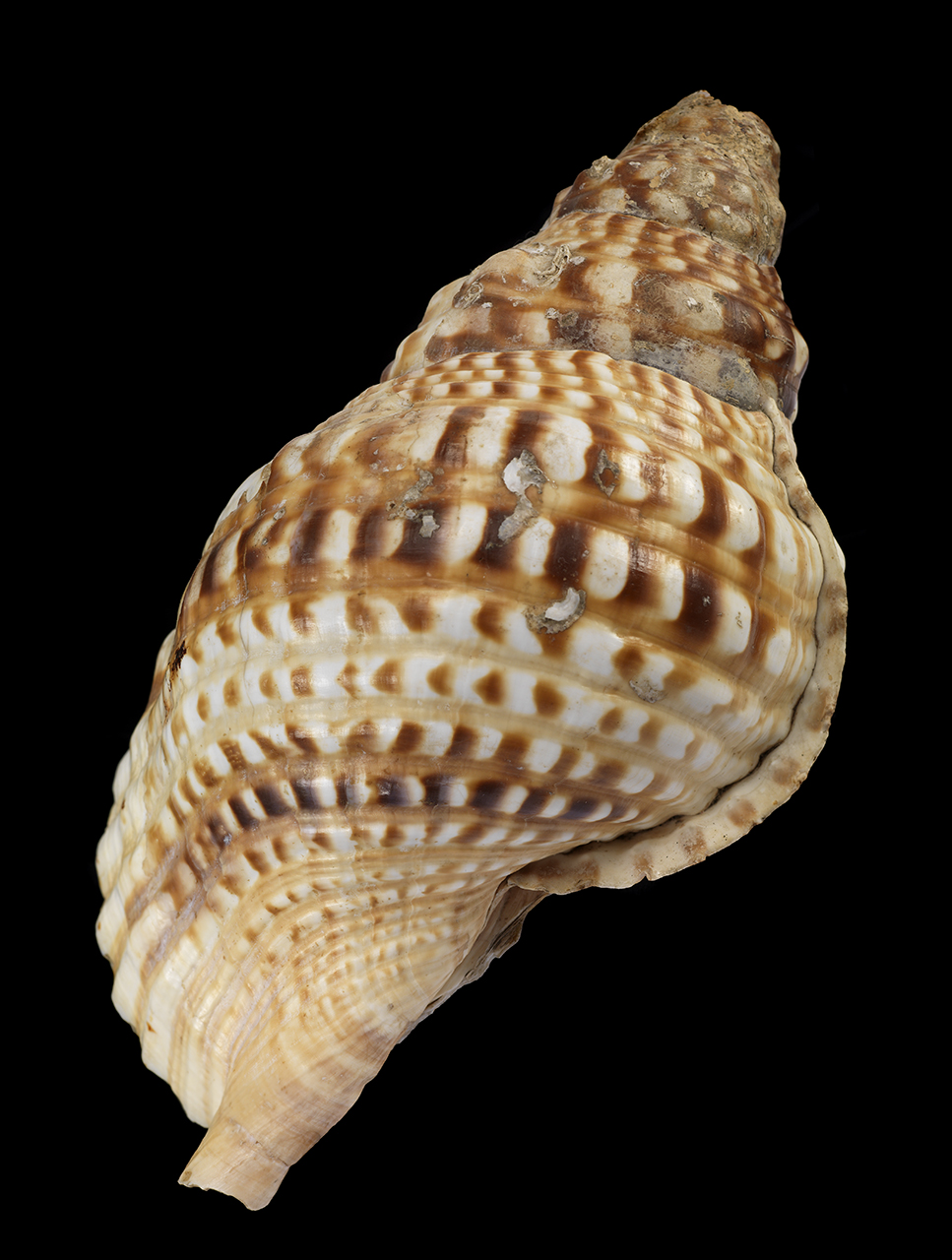 AAB0204; Conch shell