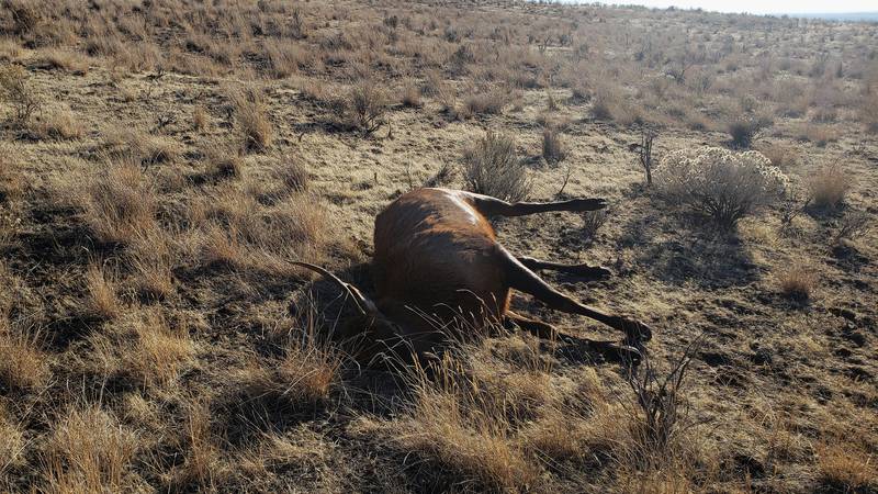 Spike bull elk killed by a poacher and left to waste in Gooding County, north of Bliss.
